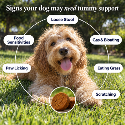TummyRub's Probiotic Chews